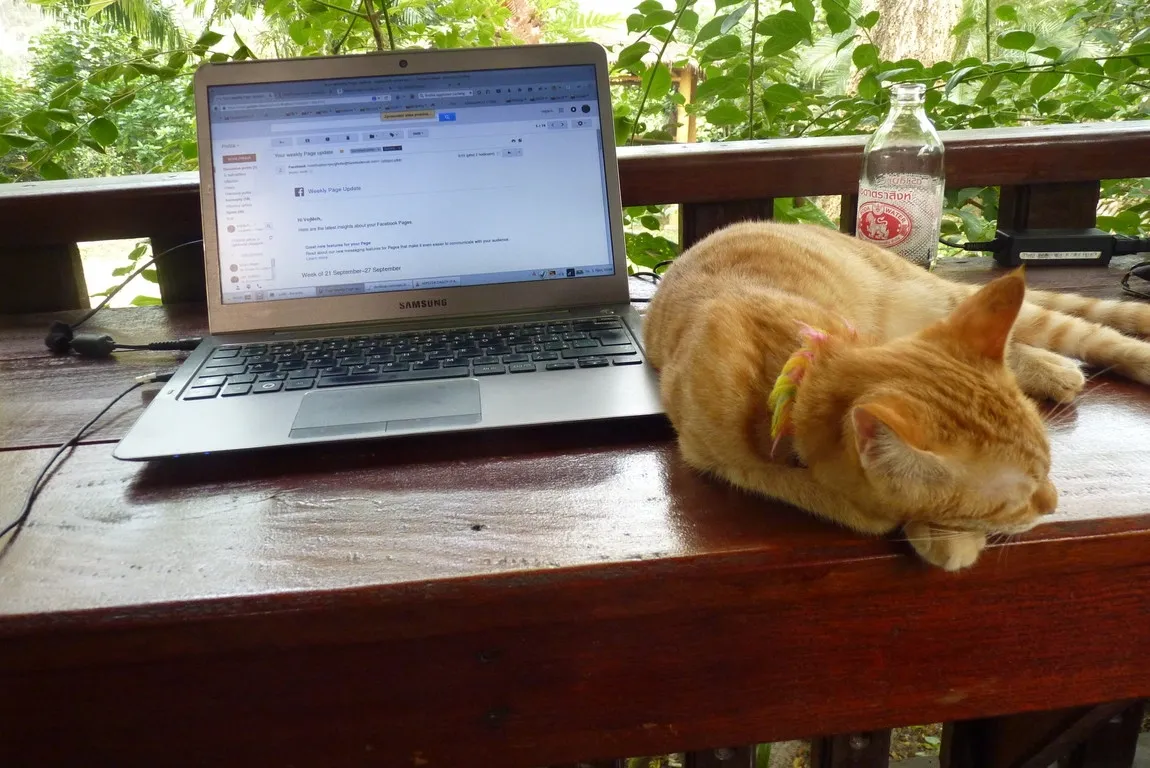 KoHub - Tiger většinou spí